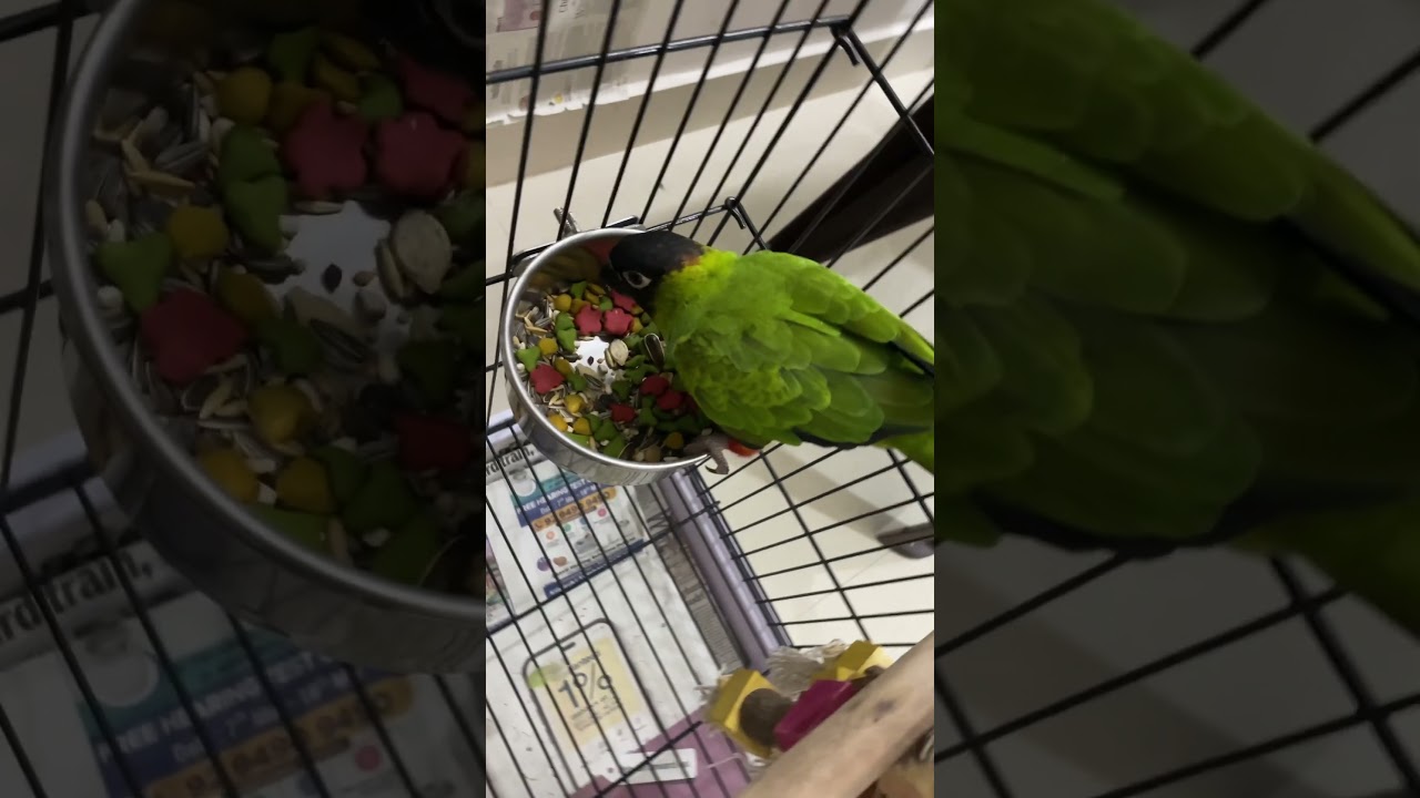 Fruit Pellets feed for nanday conure#conure #sunconure #petslife