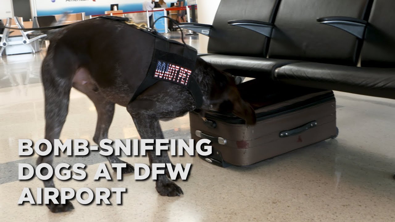 A look at TSA's canine unit at DFW Airport