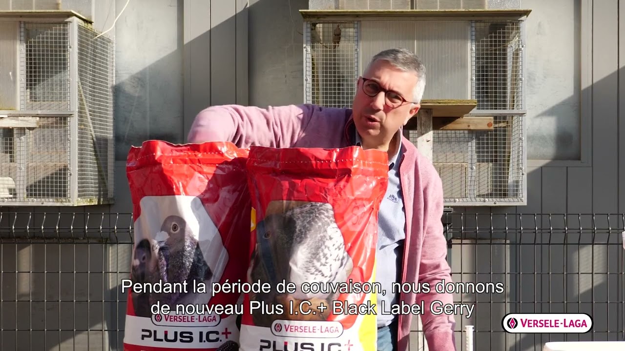 Wim Boddaert parle de son approche de la période d'élevage