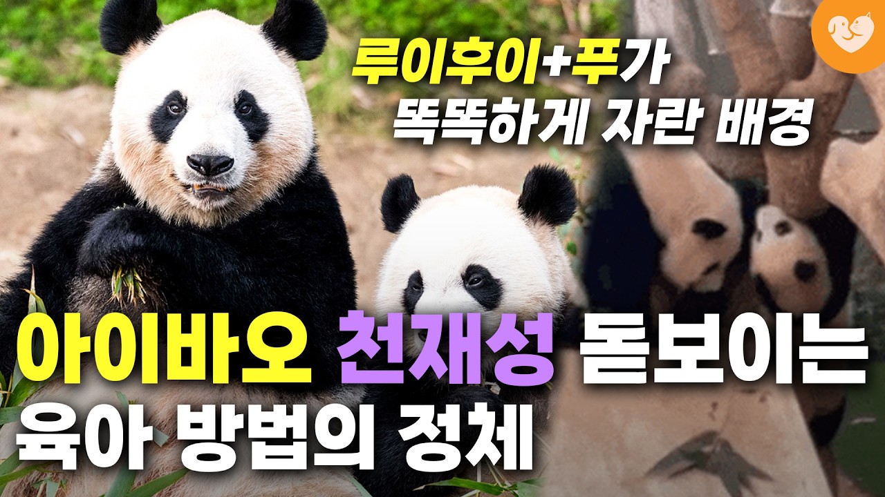 “역시 천재 엄마 아이바오” 루이후이 푸바오가 똑똑할 수 있던 ‘백점짜리 육아 방법’ 3가지