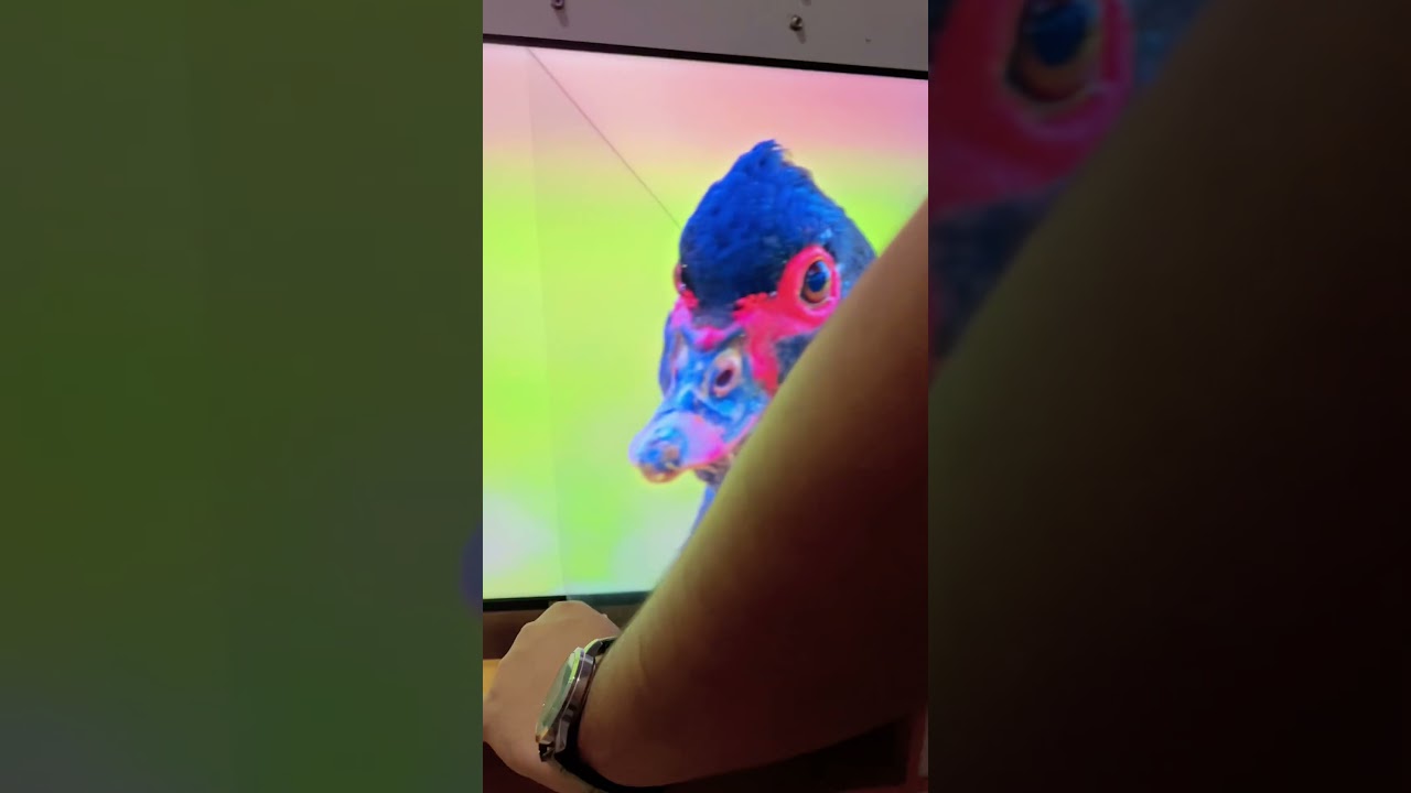 Hisense TV 40E5G Android TV 40 inch - unboxing 