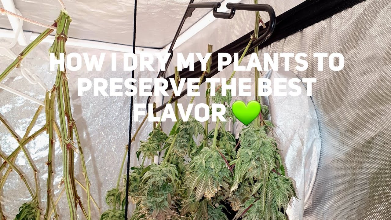 How i dry my plants 💚