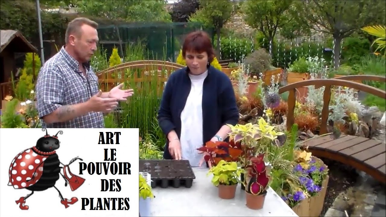 Jardinage:Comment faire une Bouture de coléus: Plante annuelle