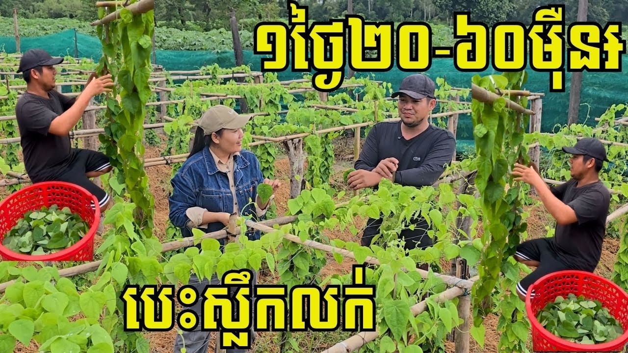 ច្នៃរុក្ខជាតិព្រៃមកដាំជាចម្ការ ស្លឹកព្រះក្រុង១គីឡូ៣ម៉ឺន៛ ដាំម្ដងបេះស្លឹកលក់រាល់ថ្ងៃ ៥-១០ឆ្នាំ
