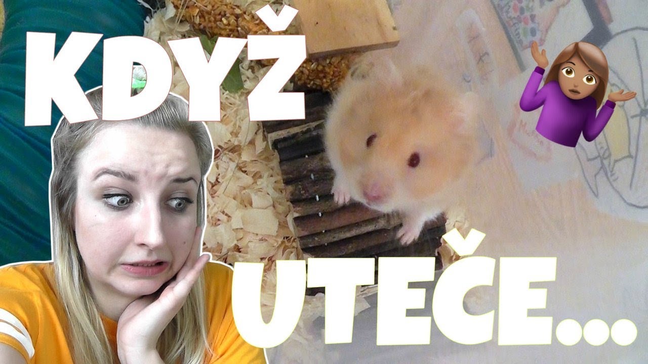 Co dělat, když křeček utíká z klece