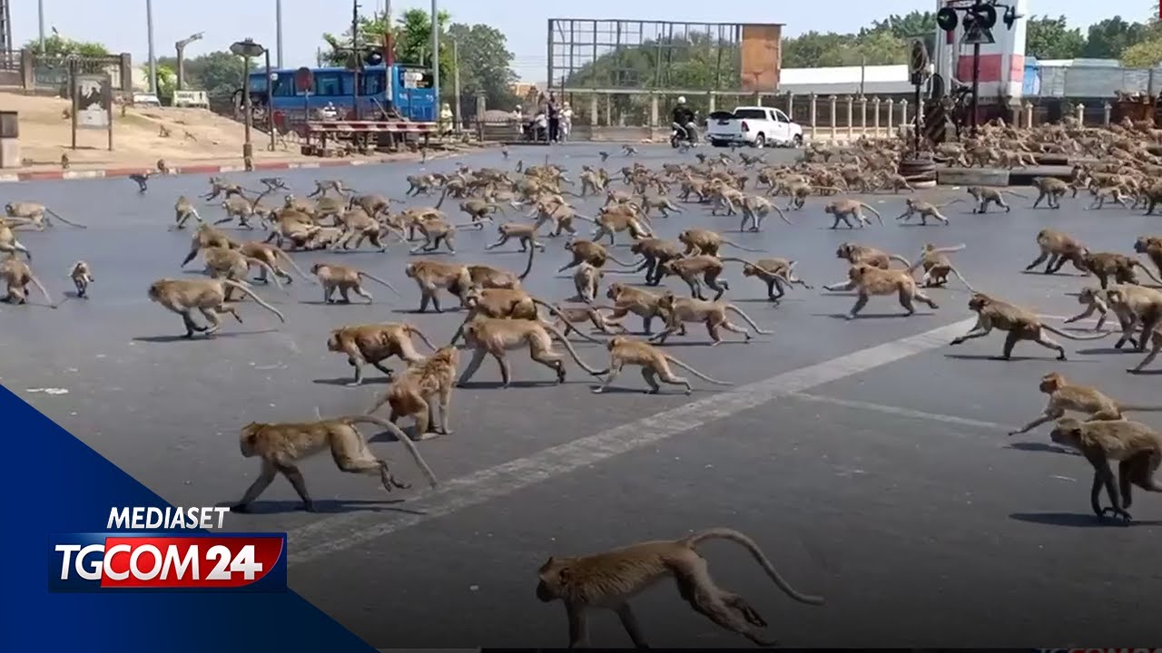 Coronavirus, tutti sono in casa: gli animali si riprendono la Terra