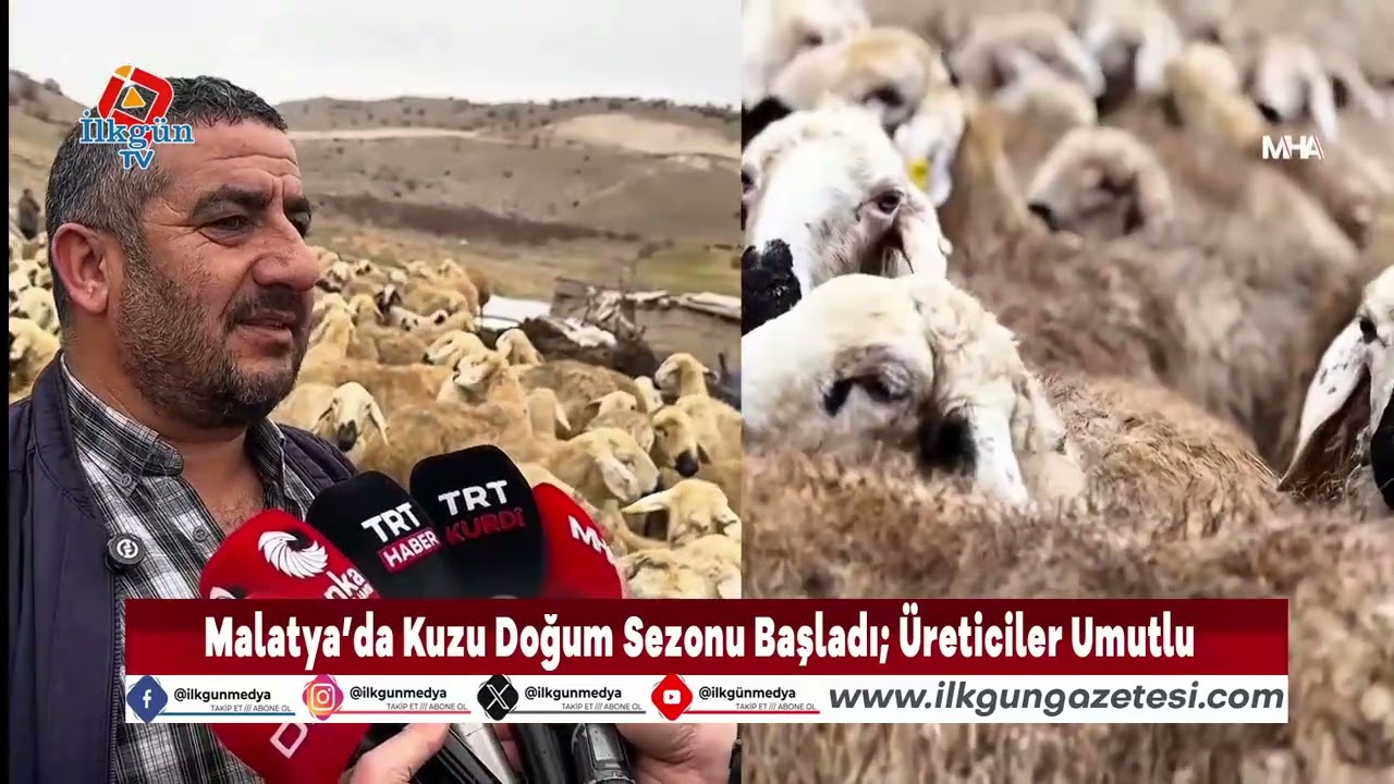 Malatya’da Kuzu Doğum Sezonu Başladı