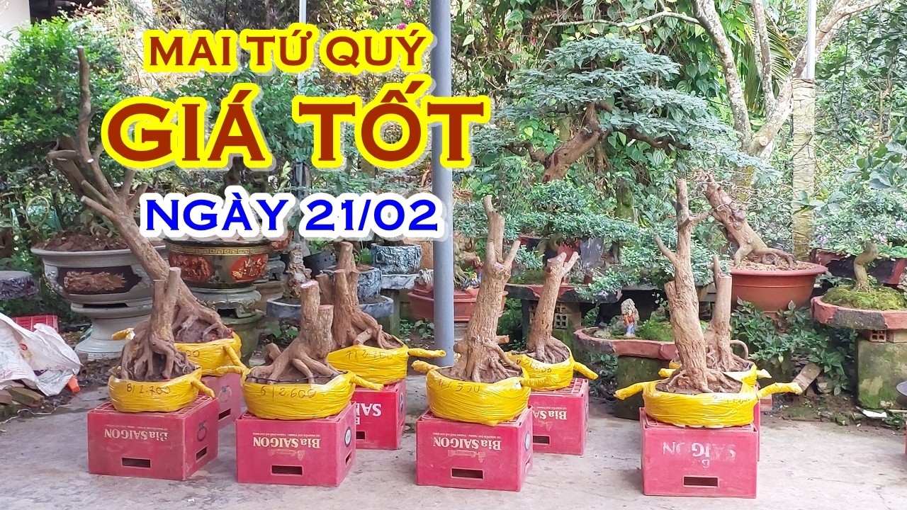 CHỊ ÚT 📲 O7939954O3 GIÁ TỐT - MAI TỨ QUÝ DÁNG ĐẸP GIAO LƯU NGÀY 22/02  @MAIVANGNAMBO