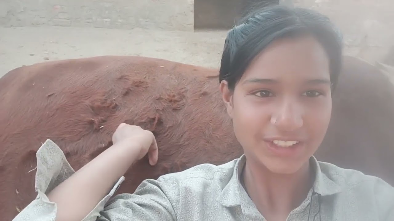 यादव डेयरी फार्म पर खुशखबरी 🐄🙏 | हमारी गाय बनी मालकिन | देहाती अंदाज में पूरा नज़ारा