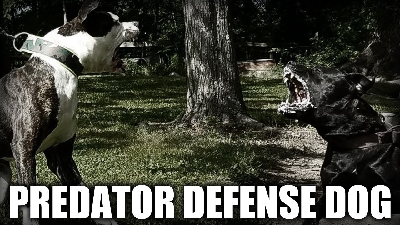 THE PREDATOR DEFENSE DOG - A QUICK LOOK AT THE HISTORY AND BREED STANDARD