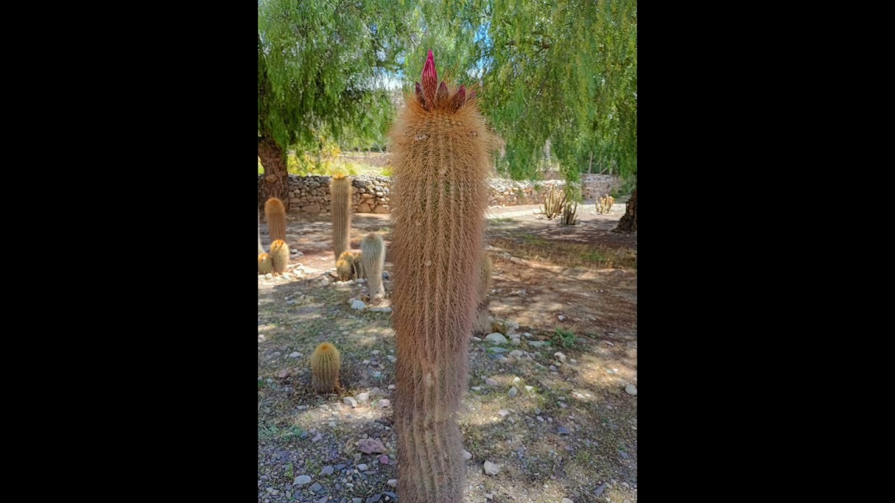 Jardín Botánico de Altura - Junto al Pucará de Tilcara 
