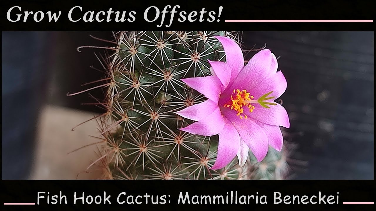 Growing Fish Hook Cactus Offsets