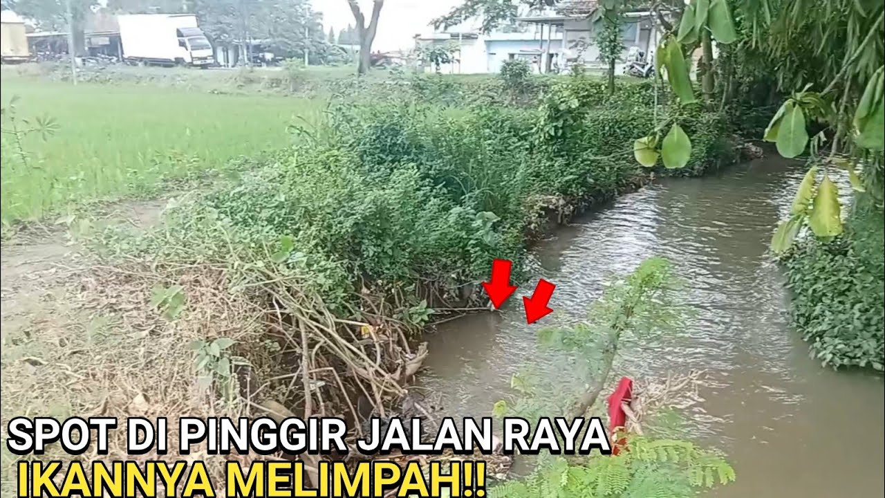 Mancing Ikan Derbang Di Saluran Irigasi Hasilnya Melimpah 