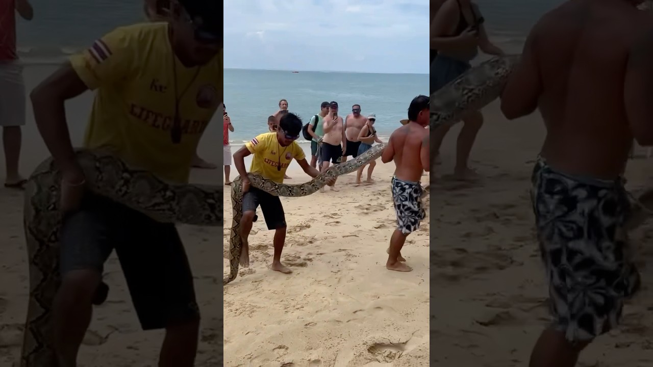 4 meter long python on Kamala beach 