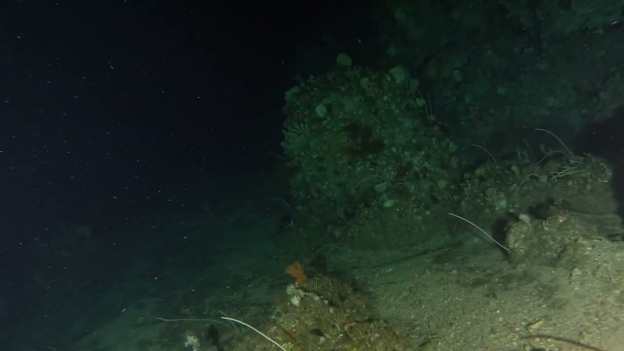 Tasman Island 100m Dive 260112