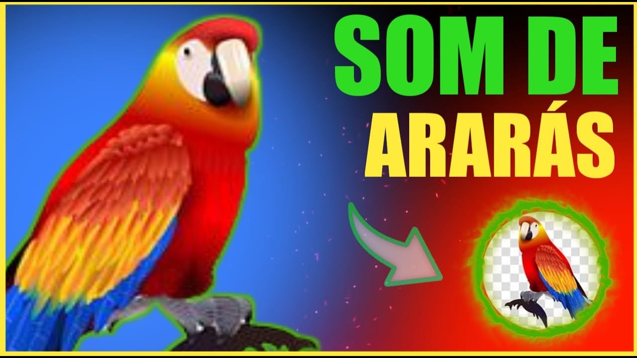 Som de araras -  arara   som da arara  - canto da arara   animal v&iacute;deos