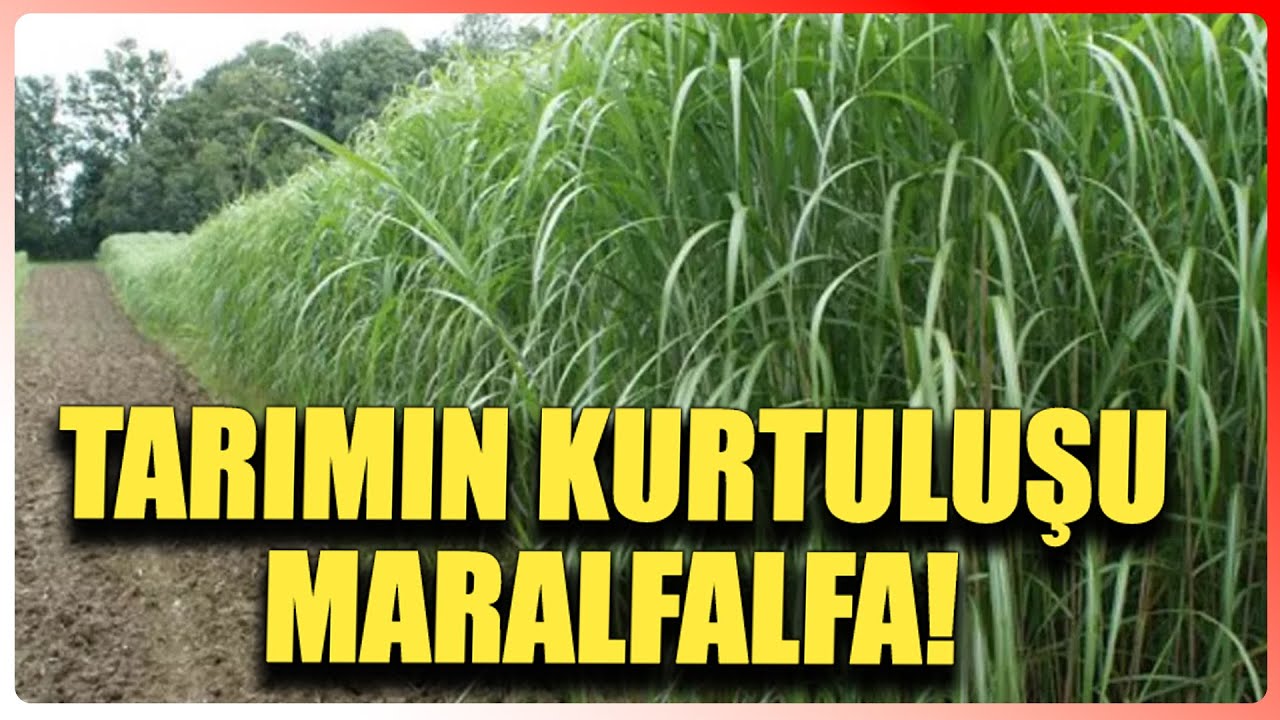 Tarımın Kurtuluşu: Marafalfa! - Yeni Ufuklar - Şule Perinçek - Oğuz Güler - Ulusal Kanal