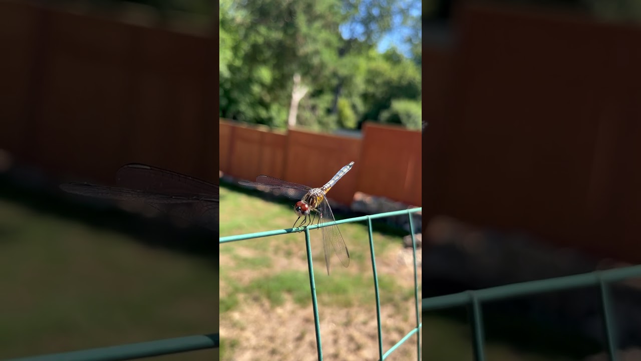What&rsquo;s happiness?: #nature #dragonfly #beauty