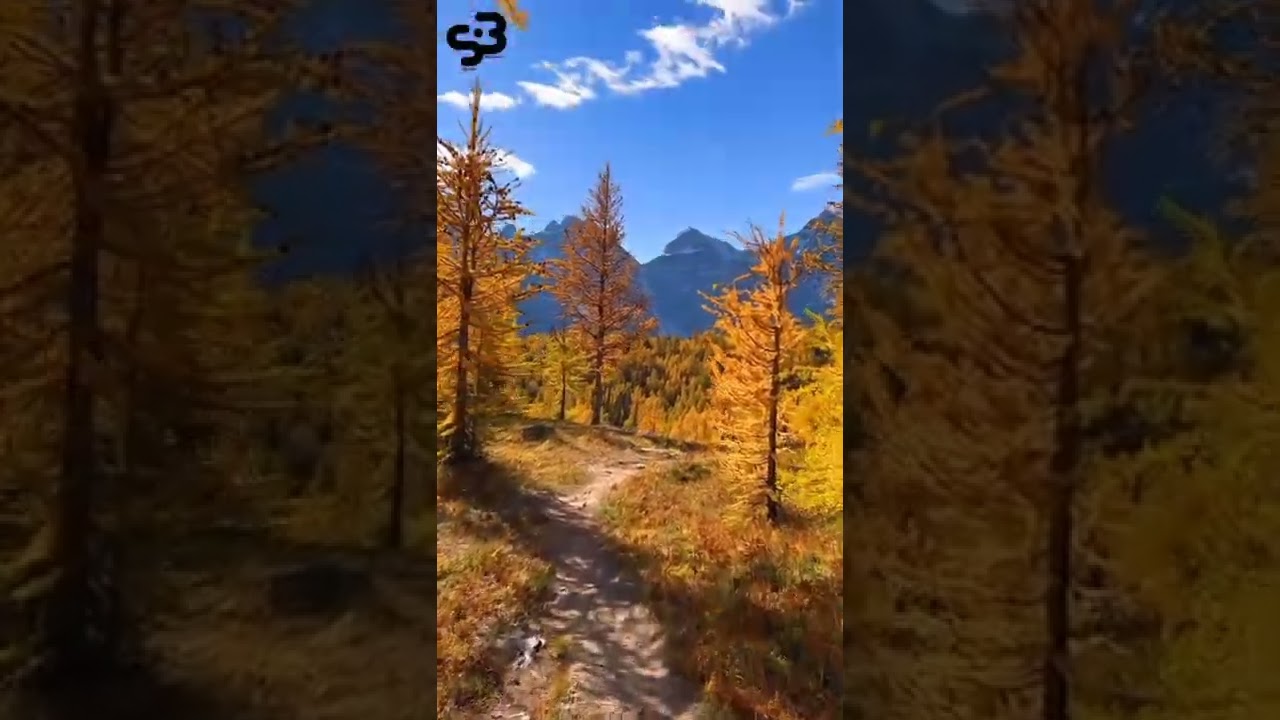 Golden fall moments #autumnlook #autumncolors #autumnleaves #autumnwatch #autumn #kashmir #amazing