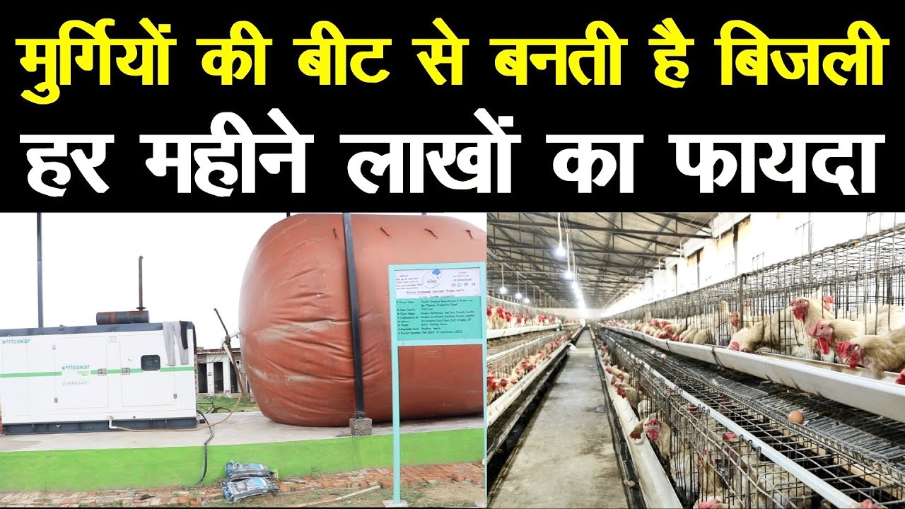 मुर्गियों की बीट से बनती है बिजली, हर महीने लाखों का फायदा || Technical Farming ||