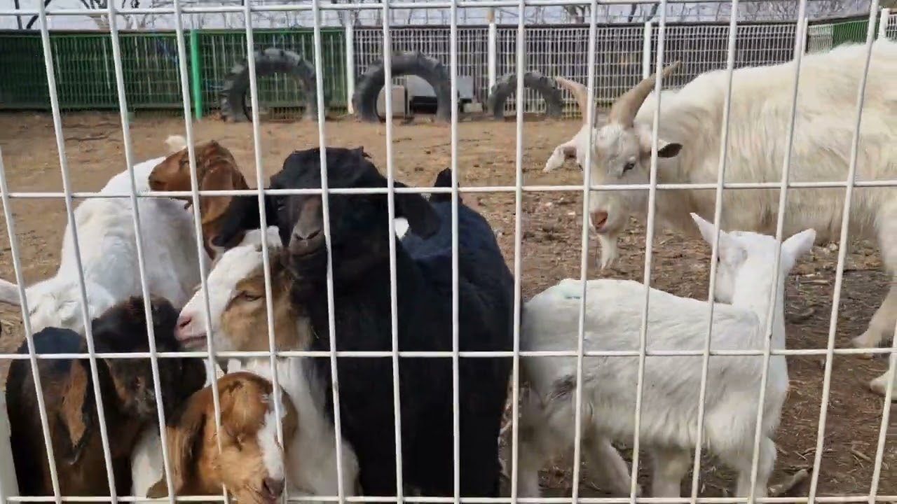 통제 불가능 녀석들 울타리안으로. 이송 ㅋㅋ#goat #염소 #cute #동물키우기 