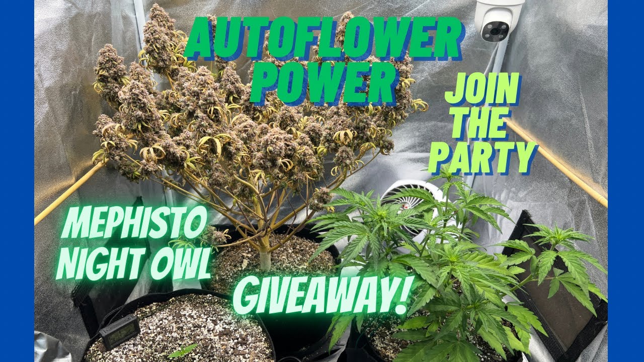 Professor Autoflower in Autoflower Power, Join the Party, Night Owl and Mephisto plus a Giveaway