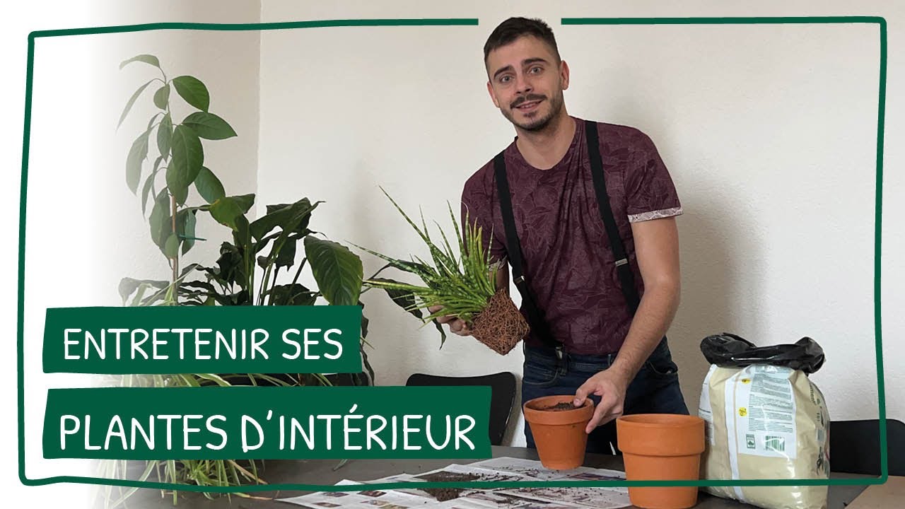 Comment prendre soin de vos plantes d'intérieur : Conseils pratiques et astuces
