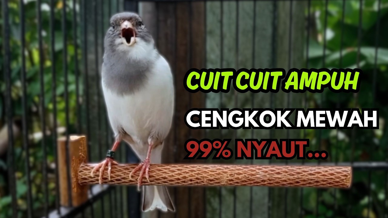 KENARI GACOR  Cuit CUIT BIRAHI SUARA Kenari MASTERAN TERBAIK UNTUK PANCINGAN & MASTERAN Kenari PAUD