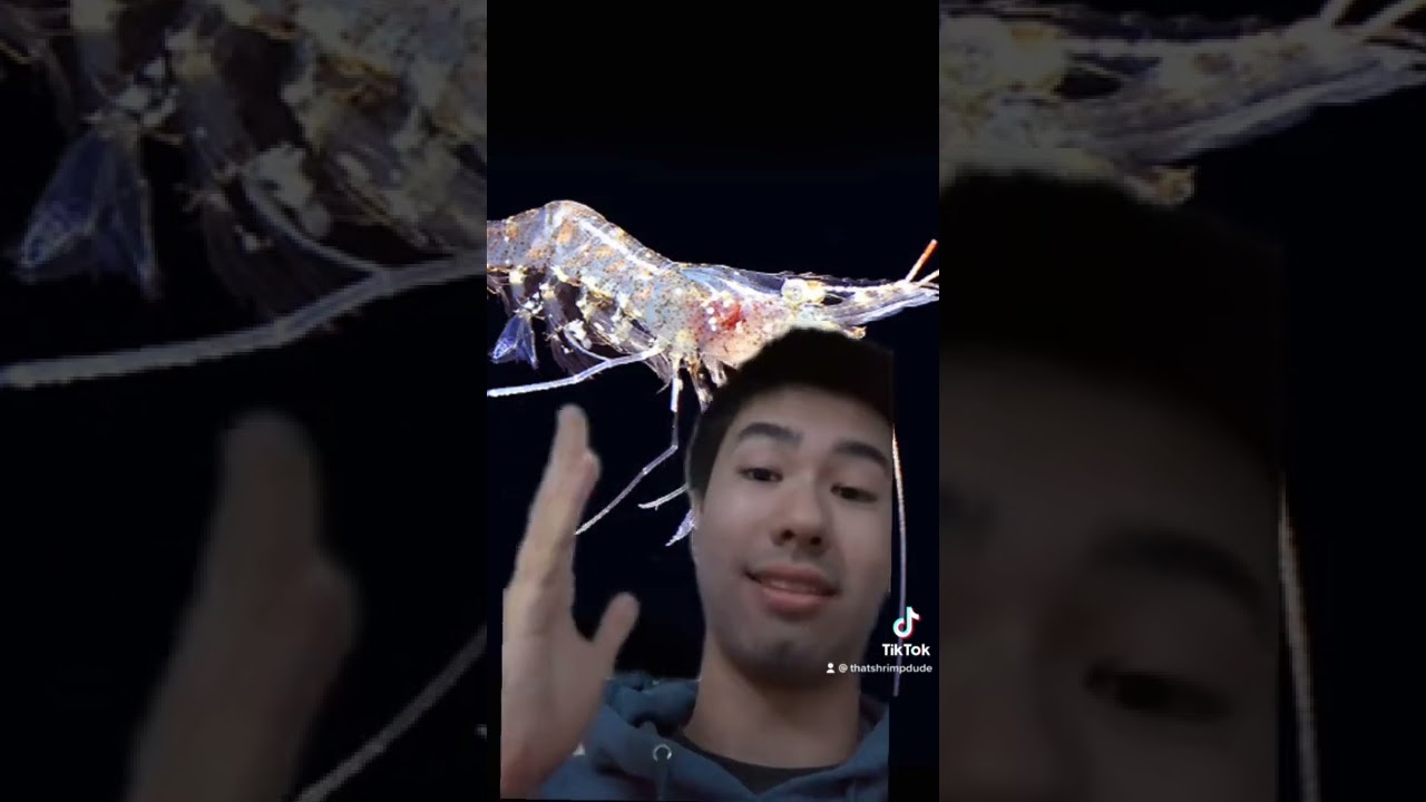 Краткое объяснение о креветках-призраках