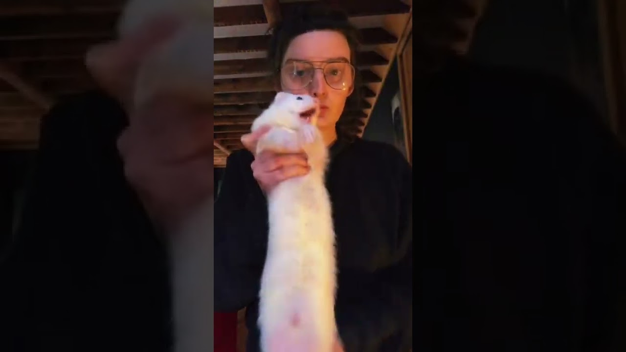 Two ferrets dancing with owner!