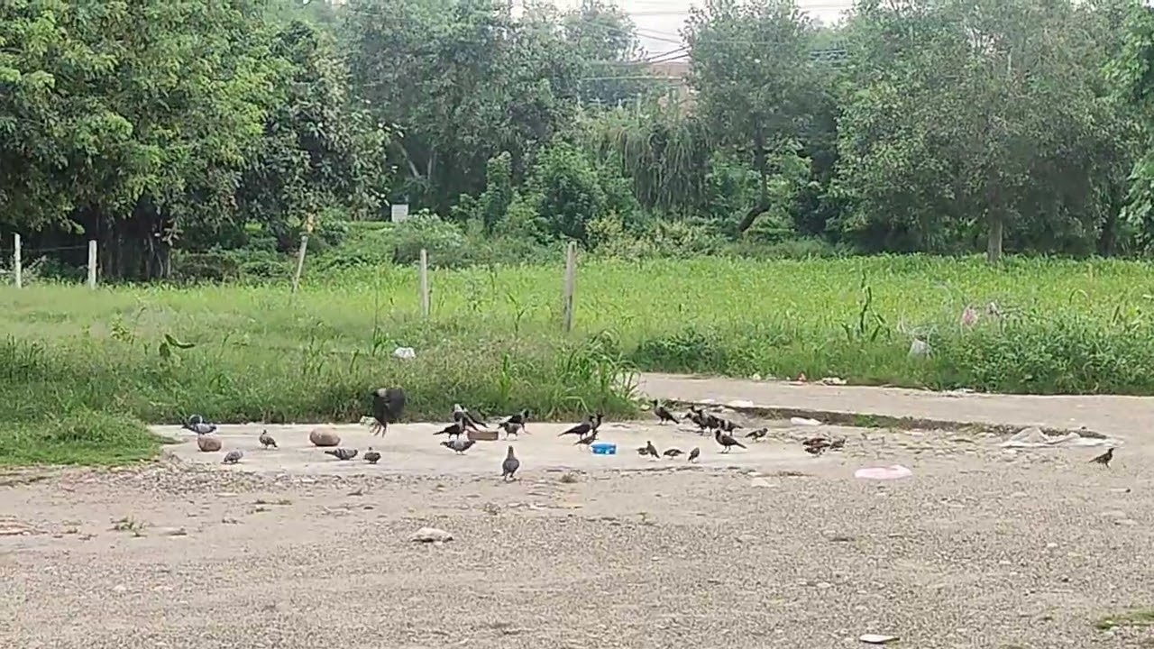 Nature || Birds 💕|| Peace