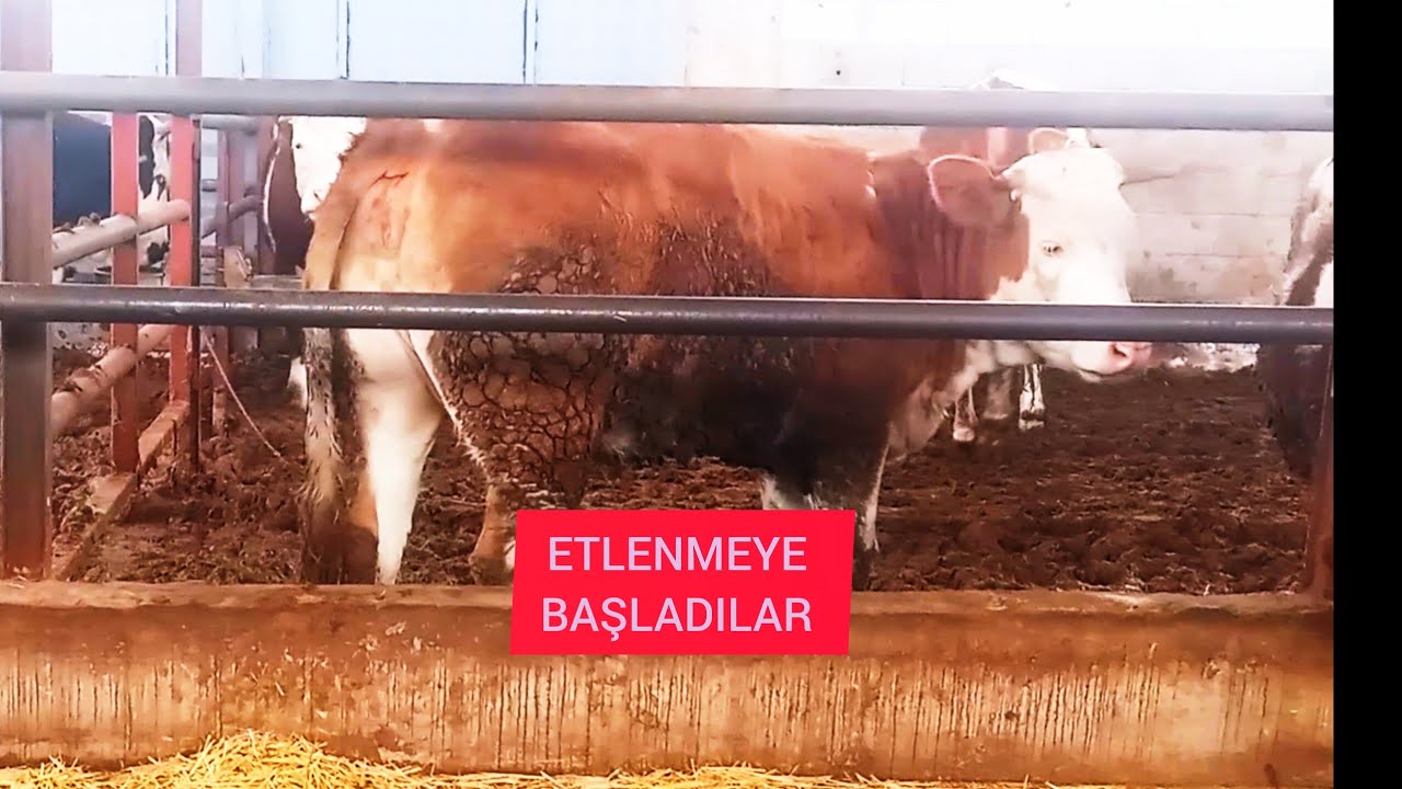 DÜVELERİN SON DURUMU~İNEKTE SÜT YOK#kurbanlık ##düve #yem