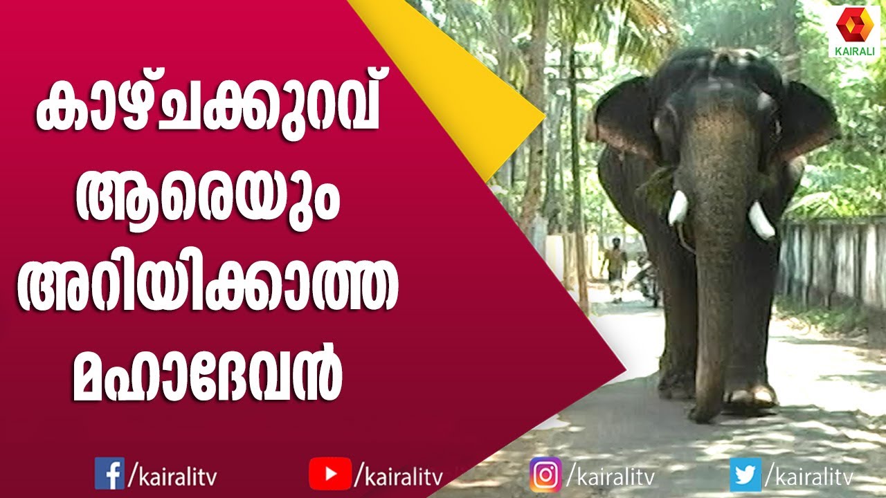 കണ്ണുകളുടെ കാഴച്ചക്കുറവിനെ തുമ്പി കൈയുടെ ഉപയോഗത്തിൽ മറികടന്ന മഹാദേവൻ എന്ന ആന | Mahadevan Elephant