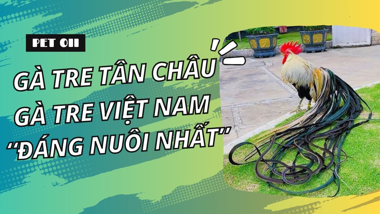 G&agrave; Tre T&acirc;n Ch&acirc;u &ndash; Giống G&agrave; Cảnh Đẹp, Dễ Nu&ocirc;i, G&agrave; Tre Việt Nam Nổi Bật - Pet oii