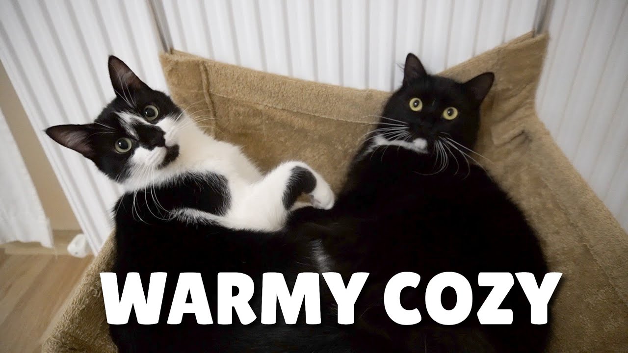 Cats loving the radiator bed | Uni and Nami | Catz Club