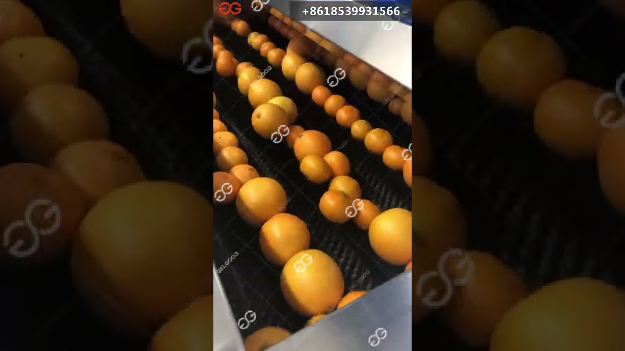 Automatic Orange Citrus Washing Drying Waxing Sorting Line