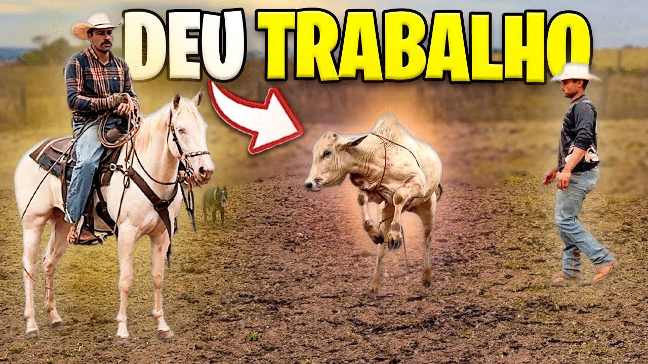 UM DIA na LIDA do GADO CURANDO os BOIS no PASTO !!