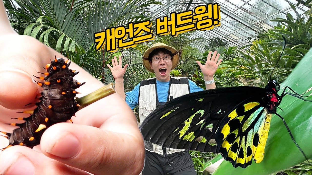 새만한 나비가 있다?! 캐언즈 버드윙 관찰~
