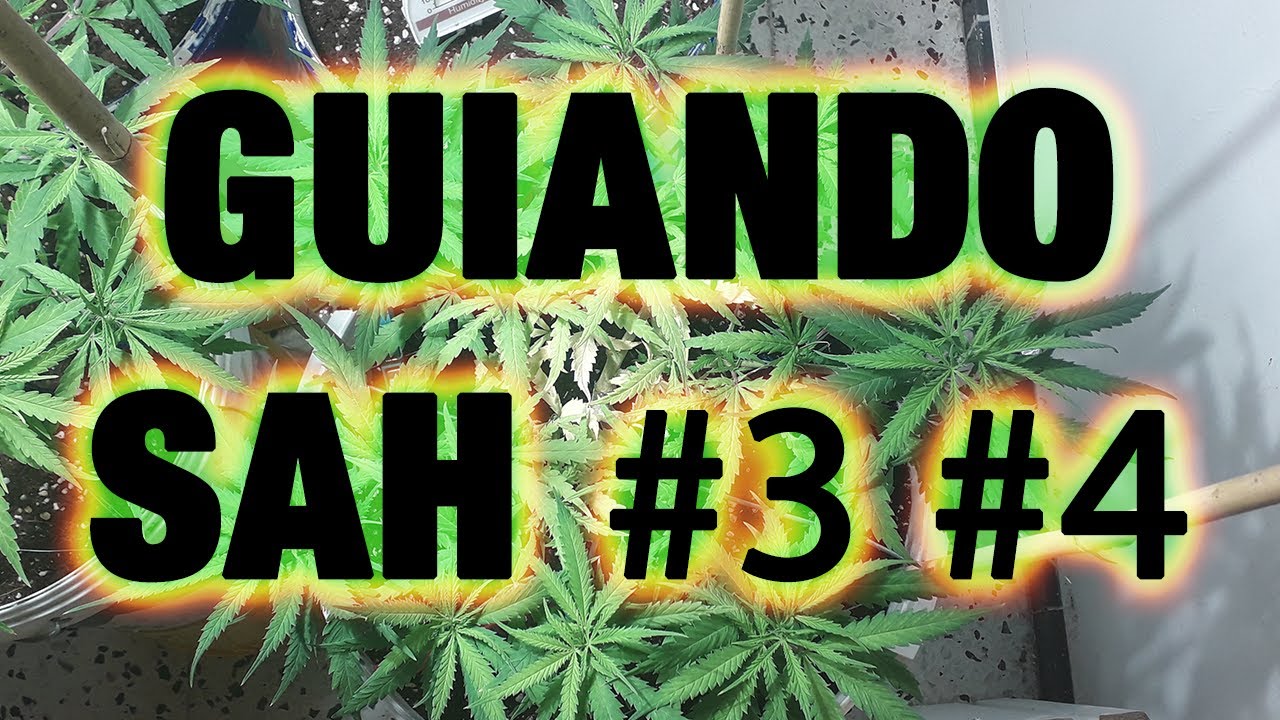 Guiando SWEET AMNESIA HAZE n&ordm; #3 y #4 * 2&ordm; cultivo *INDOOR* 2020