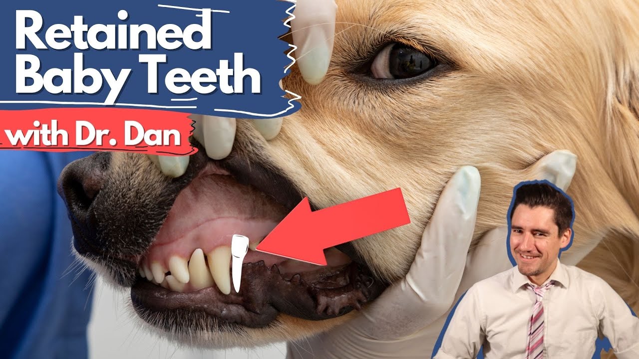 Retained Deciduous Teeth.  Dr. Dan explains puppy baby teeth.