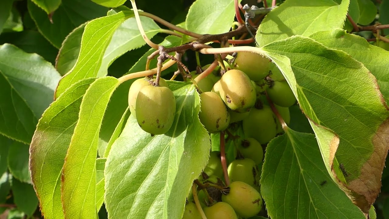 Actinidia arguta &acute;Weiki&acute;
