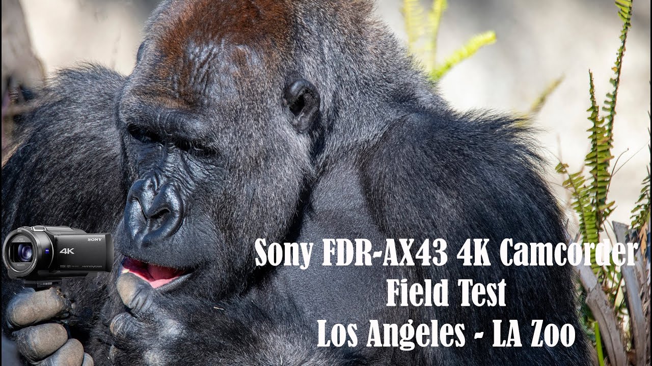 Field test Sony RDF AX43 handycam camcorder video camera at the Los Angeles LA Zoo
