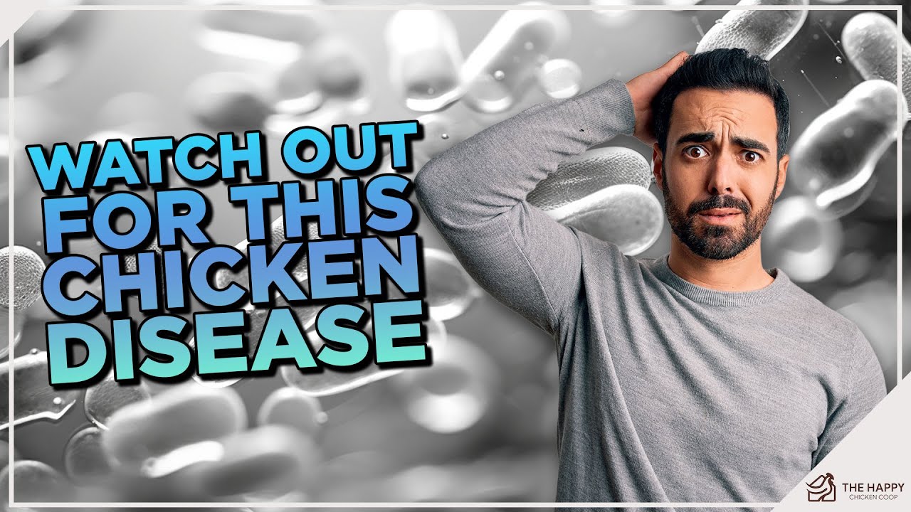 Don't Let Necrotic Enteritis Wipe Out Your Flock! 🚨
