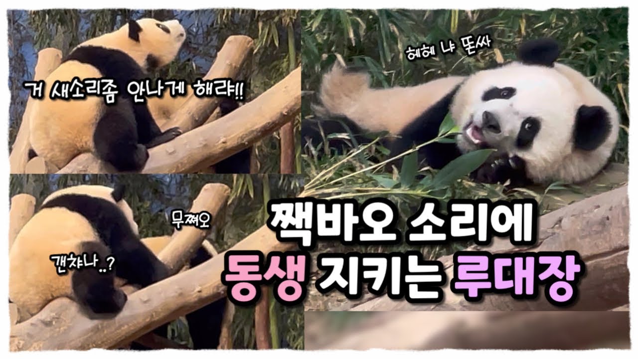 짹바오 싸움에 무서워서 콧물범벅 침범벅이 되도 굳어버린 동생 지키는 웅니바오 루대장💜