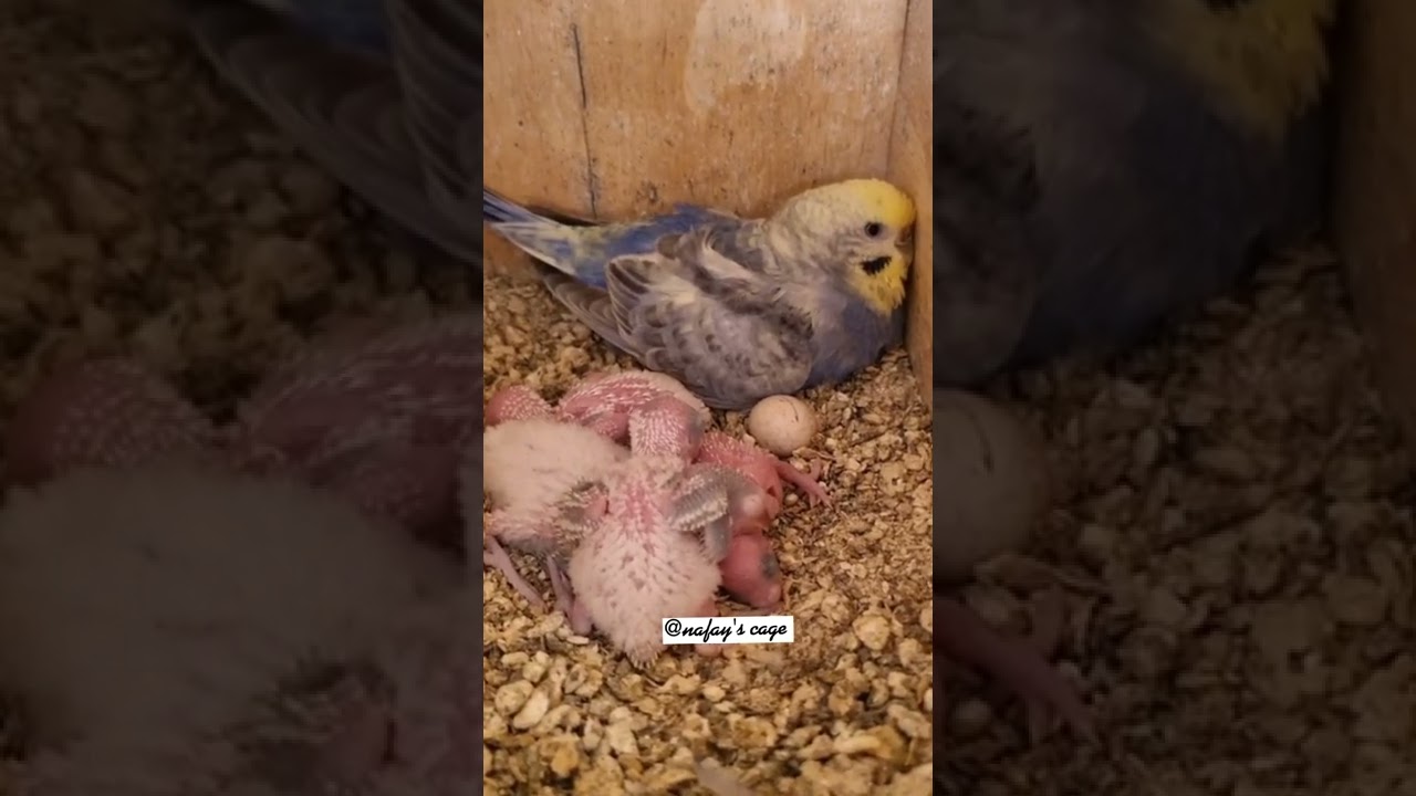 Female budgie screaming #shorts #shorts #birds #budgies