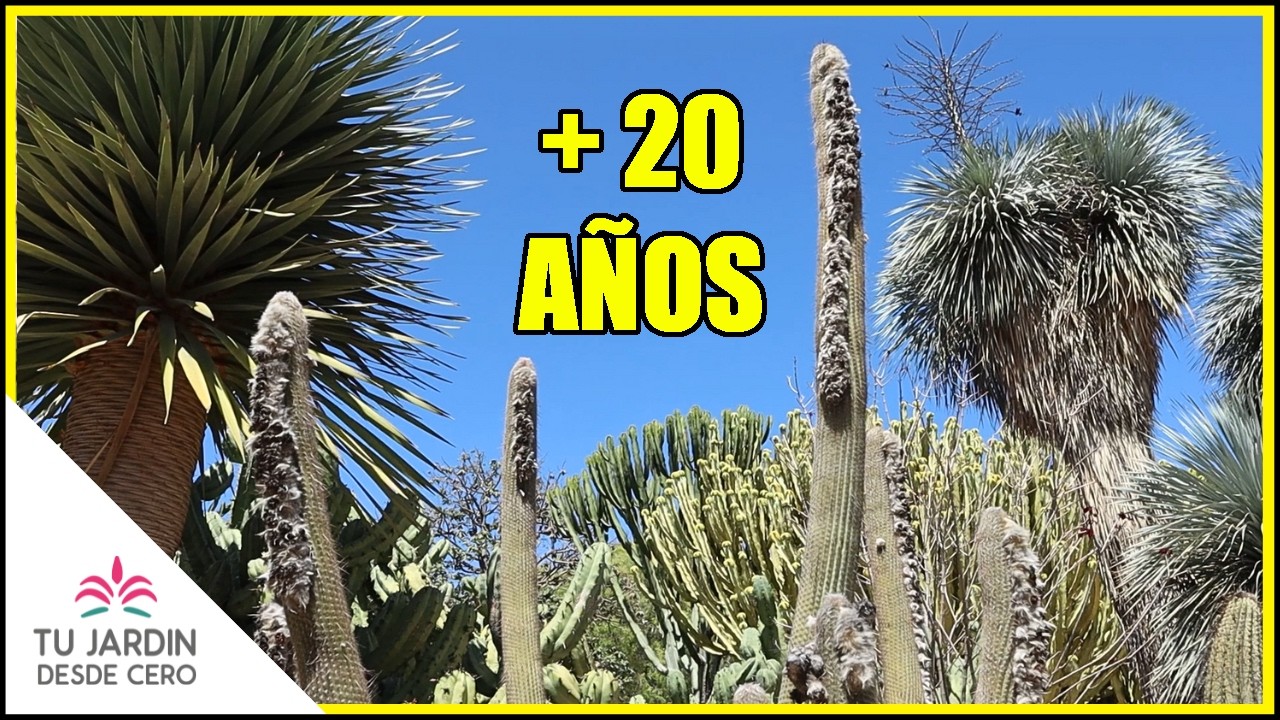 🌵 ¡Gran colección! CACTUS con NOMBRES (14) | Jardín de cactus y suculentas | Tu Jardín desde Cero