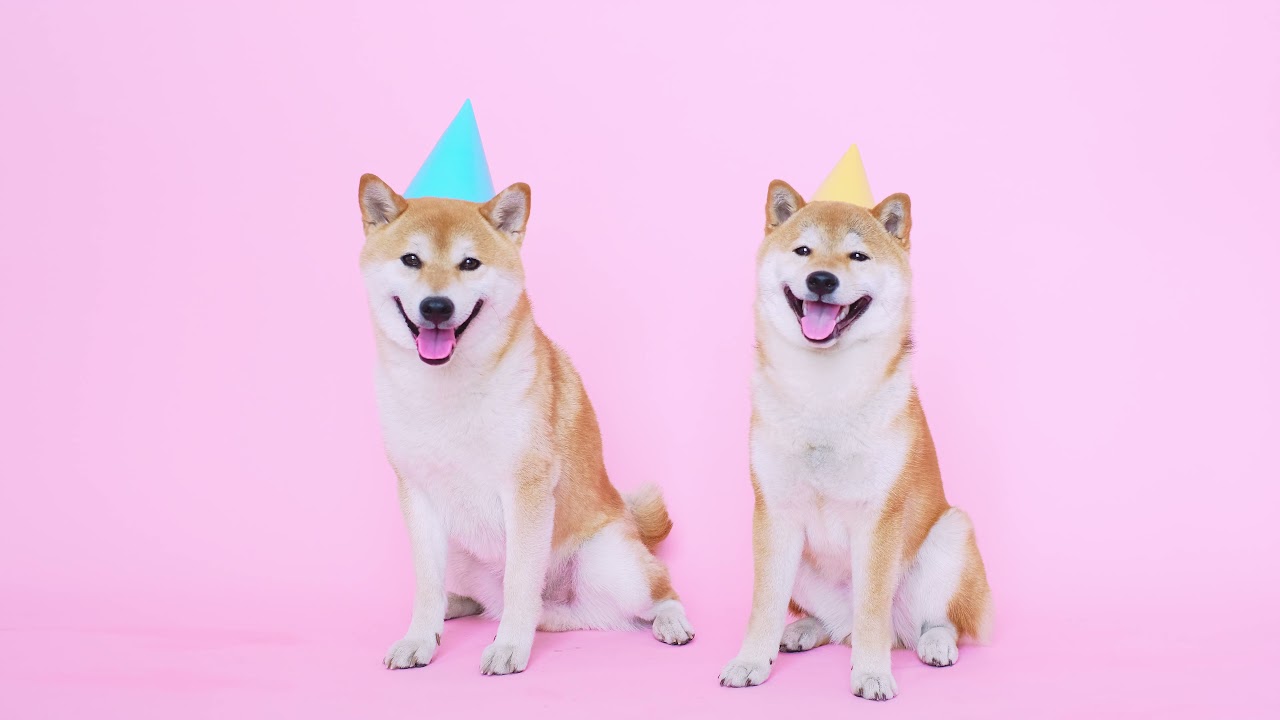DOGE PARTY