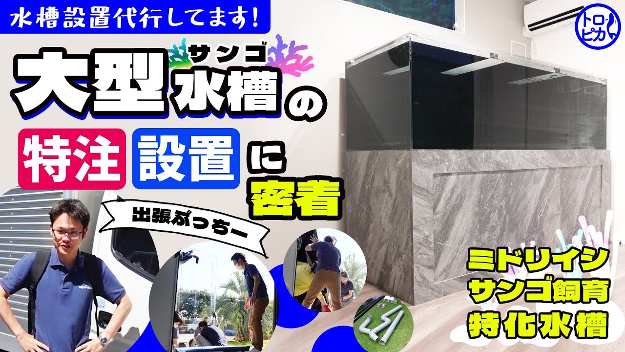 【デカすぎる】2m特注サンゴ水槽設置！その時ぶっちーは…！？【豪邸】