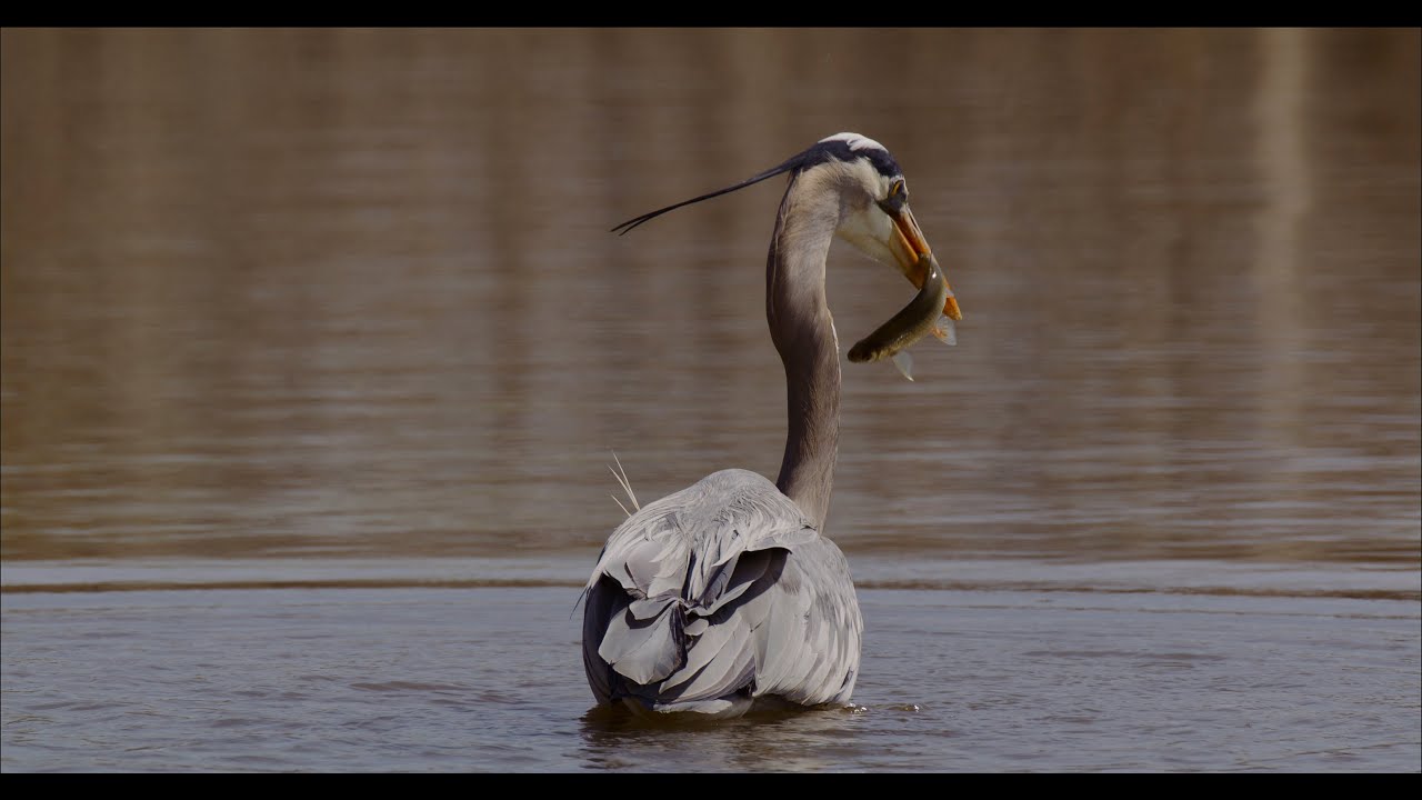 Blue Herons put on fishing clinic - Red Komodo X Wildlife
