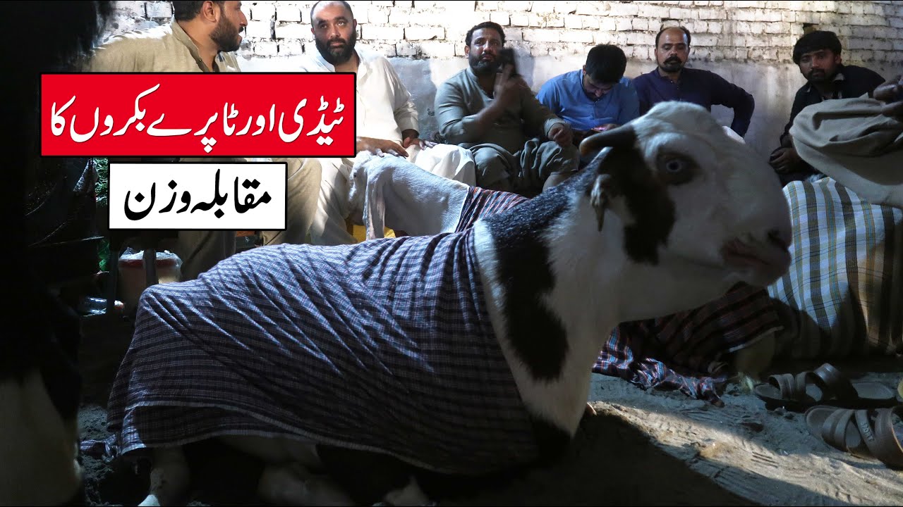 Teddy & Tapra Goats Heavy Weight Competition Bakra Show Lahore 2024